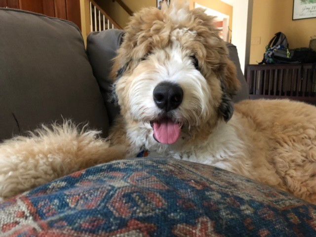 Pet of the Week 09.06.19 Dexter